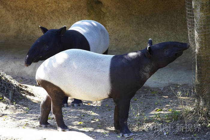 在自然野生马来貘