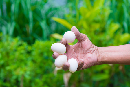 手拿鸡蛋图片