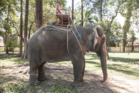 有座骑乘的大象照片