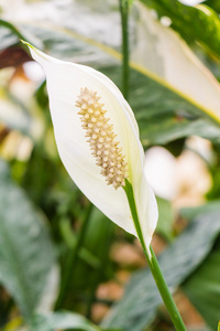 美丽的花朵白鹤树叶背景