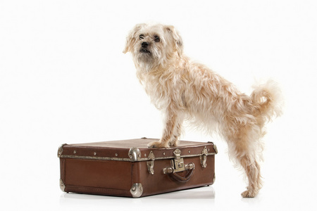 国内的狗带着手提箱