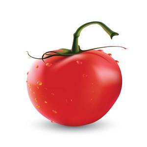大圆成熟红色新鲜番茄孤立在白色背景上的矢量图