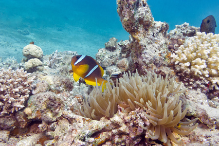 (amphirion 公子) 对在海葵小丑鱼在海洋水族馆水下临海家族的小丑鱼