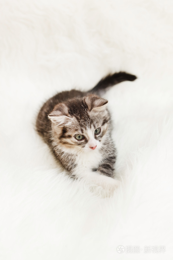 可爱的小猫照片-正版商用图片0e011i-摄图新视界