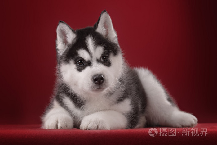 非常可爱的小狗哈士奇在工作室里装饰着鲜花