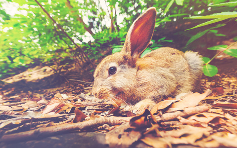 在森林里的兔子一只兔子在森林里的漂亮女孩动画片恐怖兔子在黑暗的