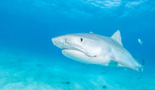 虎鲨在巴哈马