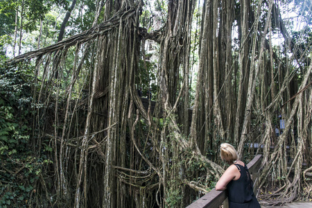 女孩站在乌布猴子森林中寺附近看藤本植物巴厘岛