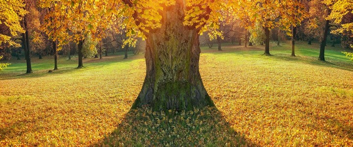 树在秋天的公园