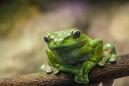 几只青蛙的特写图片-几只青蛙的特写素材-几只青蛙的特写插画-摄图新
