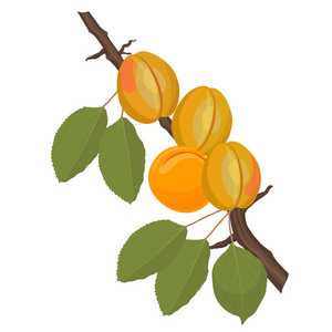 杏树枝