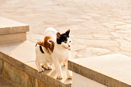 在大街上的猫