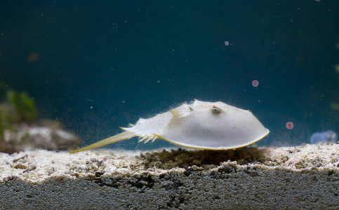 在水族馆的马蹄蟹图片