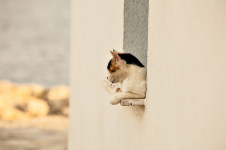 在大街上的猫