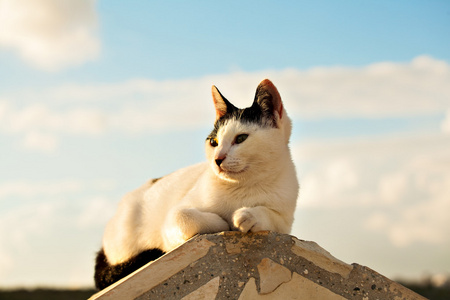 在大街上的猫