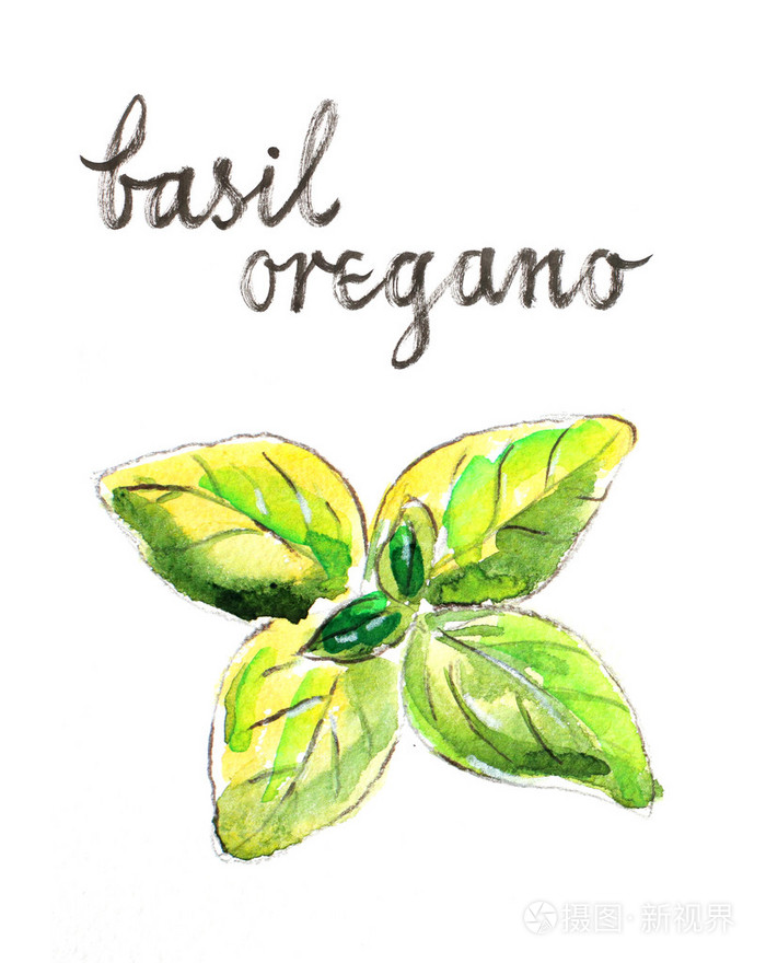 绿色的水彩罗勒
