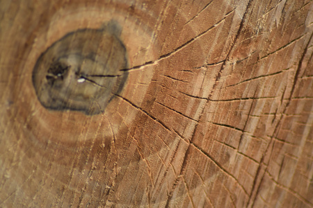 一根木头锯切的纹理。锯的树和其年圆环