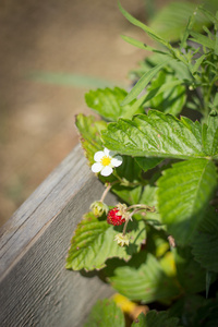 在模糊的背景上开花布什草莓，草莓花