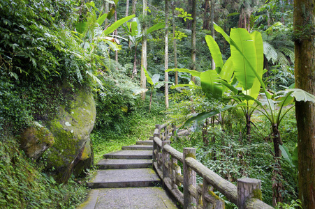 在美丽的绿色森林楼梯