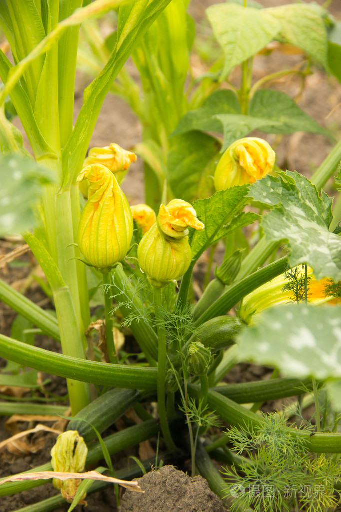 花黄色的南瓜, 西葫芦开花灌木,绿色的树叶