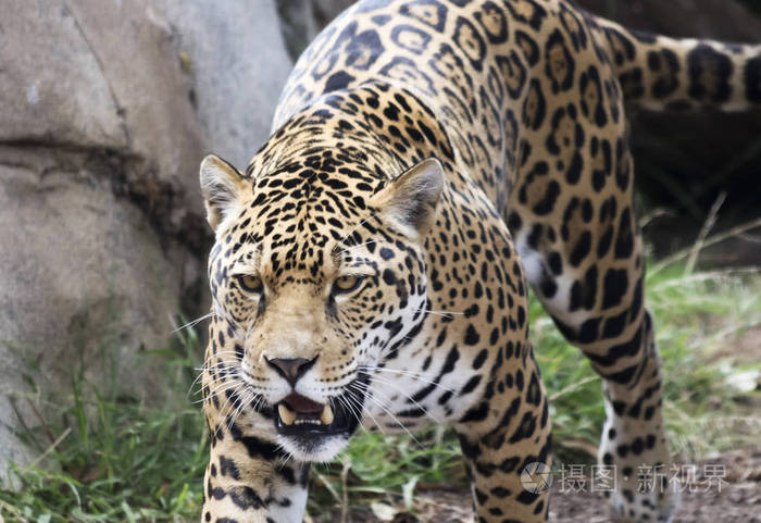 一只美洲虎朝它的猎物在野外