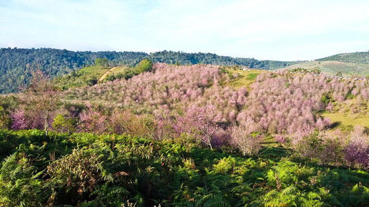 泰国的樱花或 L 富 Lom Lo 山杏樱野