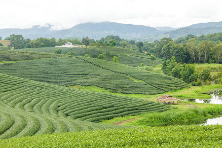 茶园在日出的美丽的风景图片