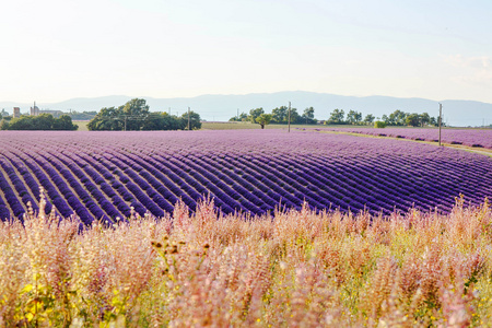 薰衣草田附近 Valensole 在普罗旺斯，法国在日落