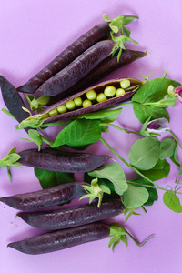 紫色荚的豌豆