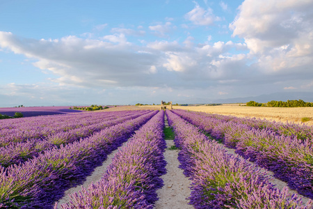 薰衣草田附近 Valensole 在普罗旺斯，法国在日落