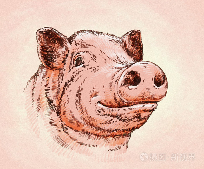 画笔绘画墨水画猪图