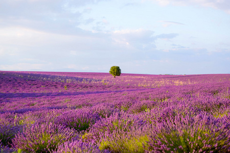 薰衣草田附近 Valensole 在普罗旺斯，法国在日落