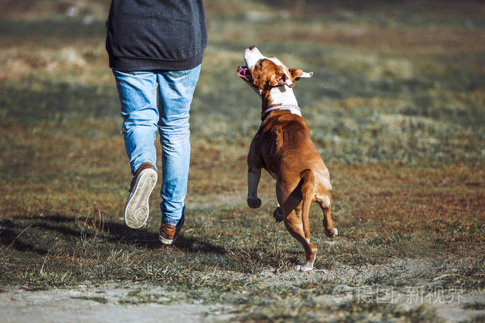 美国斯塔福郡梗犬的品种的一条小狗和一个男人一起运行和望的眼睛