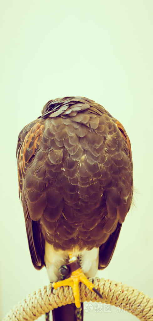 可爱的睡着的鹰