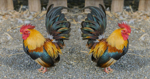 两个年轻的鸡图片