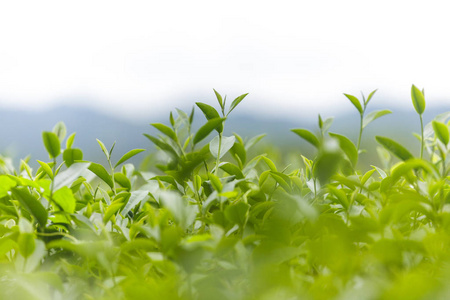 新鲜茶叶在上午茶种植园场