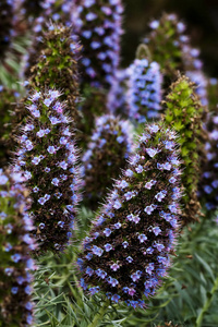 锥形蓝色和紫色的花朵加利福尼亚州蒙特