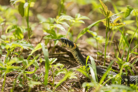 地面在草地上的草蛇美丽特写镜头.爬行动物肖像照片