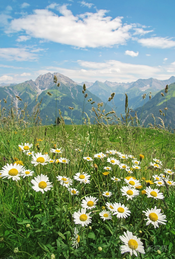 甘菊花照片-正版商用图片0e0xeg-摄图新视界