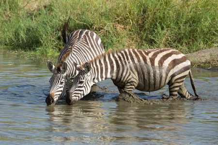 在塞伦盖蒂，坦桑尼亚喝水的两个平原斑马