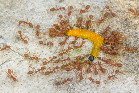组红蚂蚁攻击蠕虫