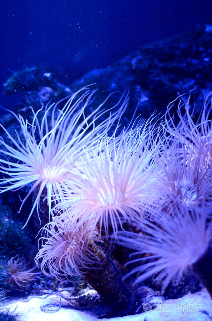 海葵在水族馆深蓝色的水中 热带海洋生活背景照片 正版商用图片0e0z41 摄图新视界