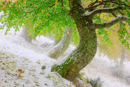 雪在秋天的山毛榉树林