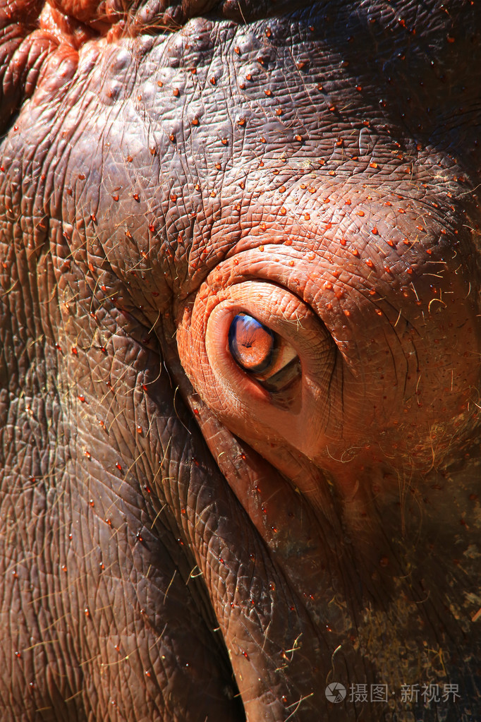 棕色的河马的眼睛