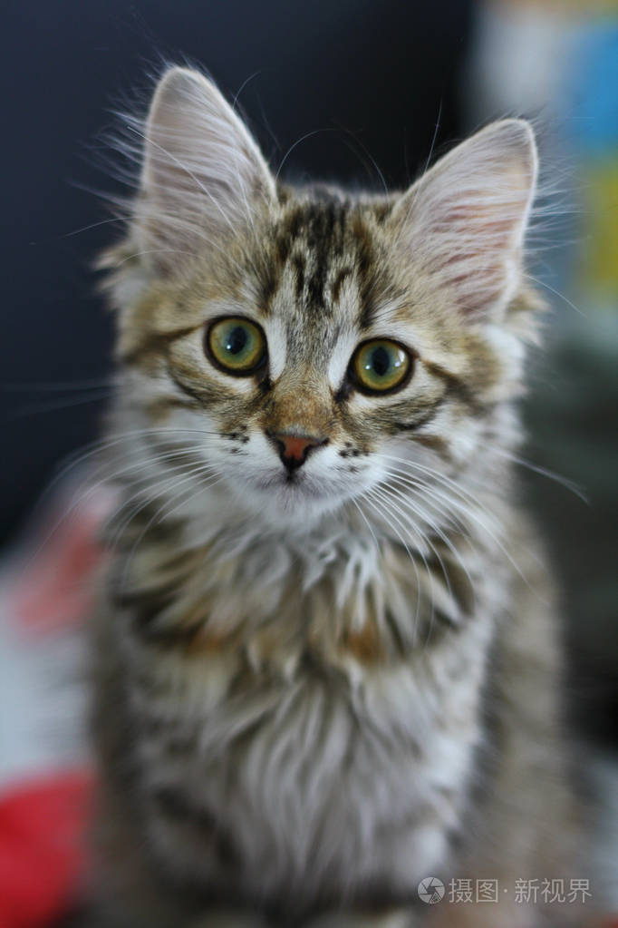 可爱的芬兰短毛猫小猫