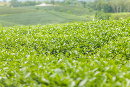 新鲜茶叶在上午茶种植园场