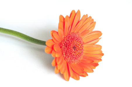 在白色背景上的橙色非洲菊