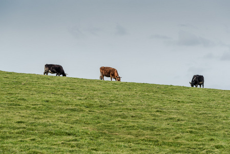群在绿色的草地上放牧的牛