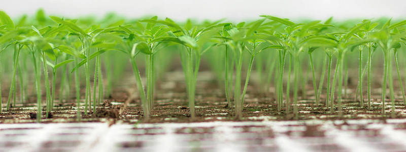 温室育苗。特写镜头的绿色幼苗生长