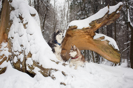 两只漂亮的狗在白雪皑皑的丛林中。赫斯基